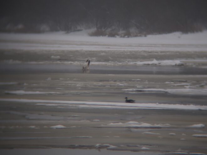 В Твери заметили одинокого лебедя и других необычных птиц В Твери заметили одинокого лебедя и других необычных птиц