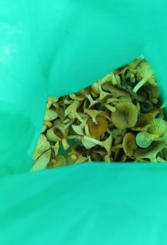 Жители Тверской области продолжают собирать грибы в декабре Жители Тверской области продолжают собирать грибы в декабре