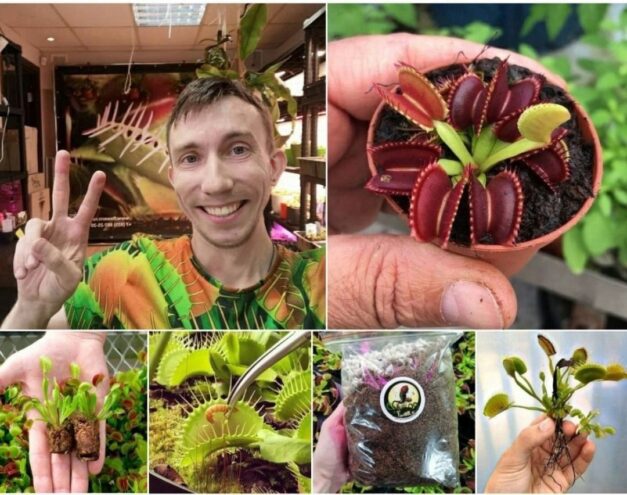 Жителей Твери приглашают на выставку хищных растений Жителей Твери приглашают на выставку хищных растений