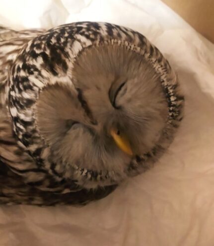 Приют для диких животных в Тверской области принял сову с черепно-мозговой травмой Приют для диких животных в Тверской области принял сову с черепно-мозговой травмой