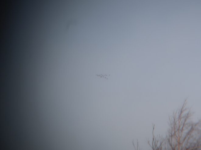 В небе над Тверской областью заметили мигрирующих чаек