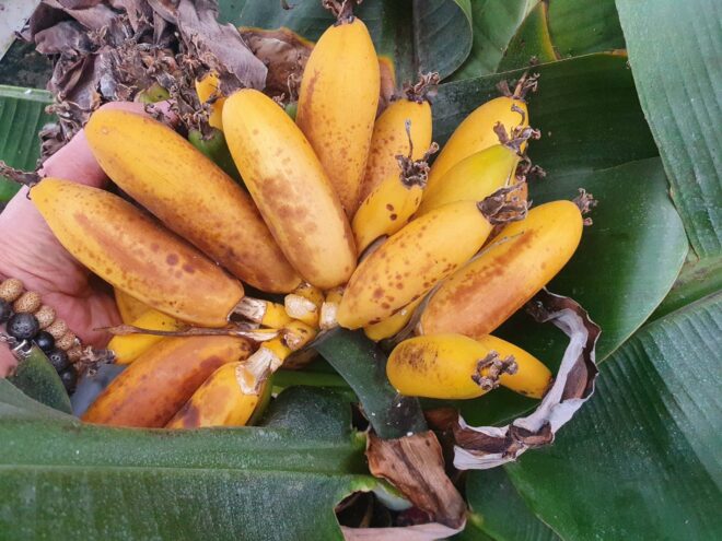 В Твери созрел урожай бананов В Твери созрел урожай бананов