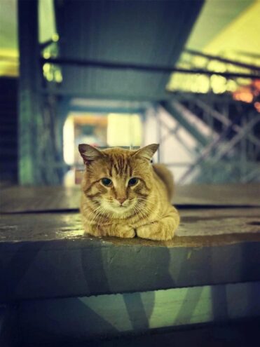 В Тверской области умер пушистый работник вокзала Вася В Тверской области умер пушистый работник вокзала Вася