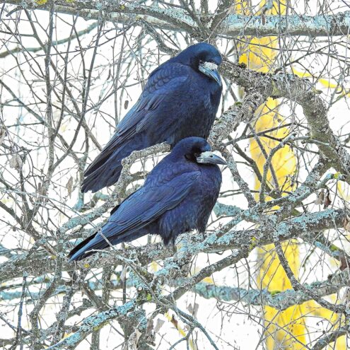 Грачи прилетели в Тверскую область раньше срока