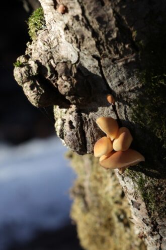 Из-за аномальной погоды жители Тверской области собирают грибы Из-за аномальной погоды жители Тверской области собирают грибы