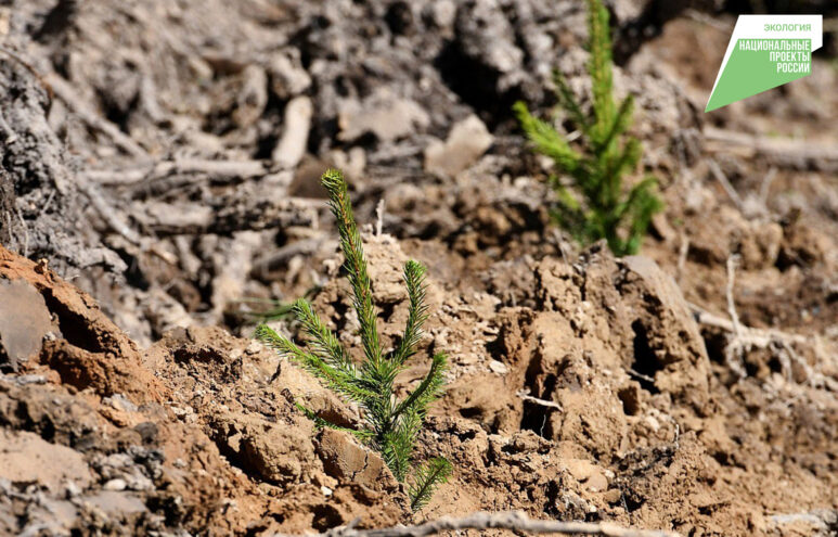 В Тверской области восстановили большую площадь лесов В Тверской области восстановили большую площадь лесов