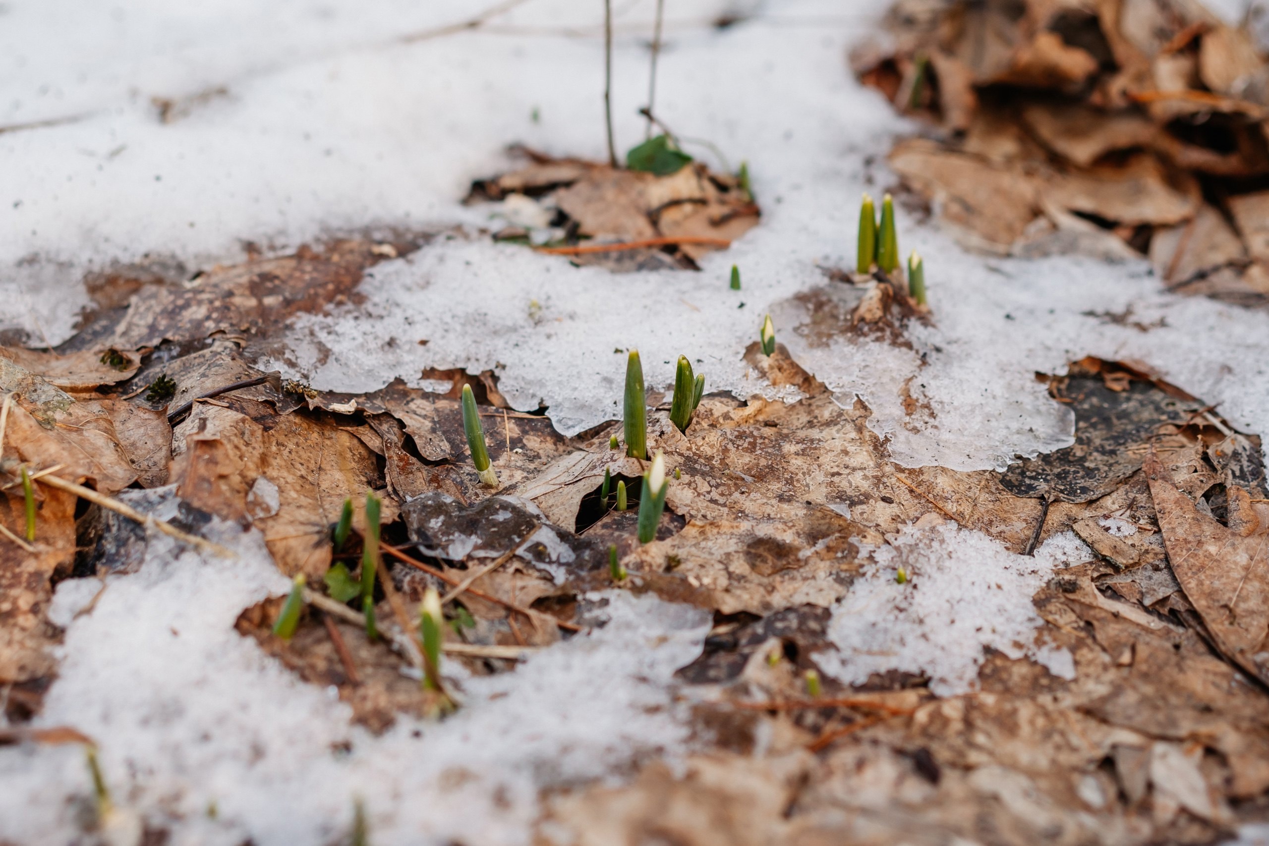 Теплая зима в Тверской области ввела в заблуждение растения