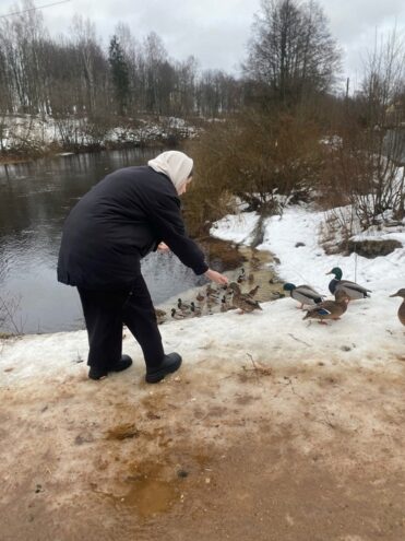 На пруду в Андреаполе не досчитались уток На пруду в Андреаполе не досчитались уток