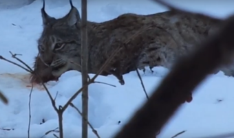 В Тверской области рысь учат жить в дикой природе