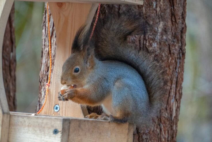 В Твери сфотографировали лесных красавиц В Твери сфотографировали лесных красавиц