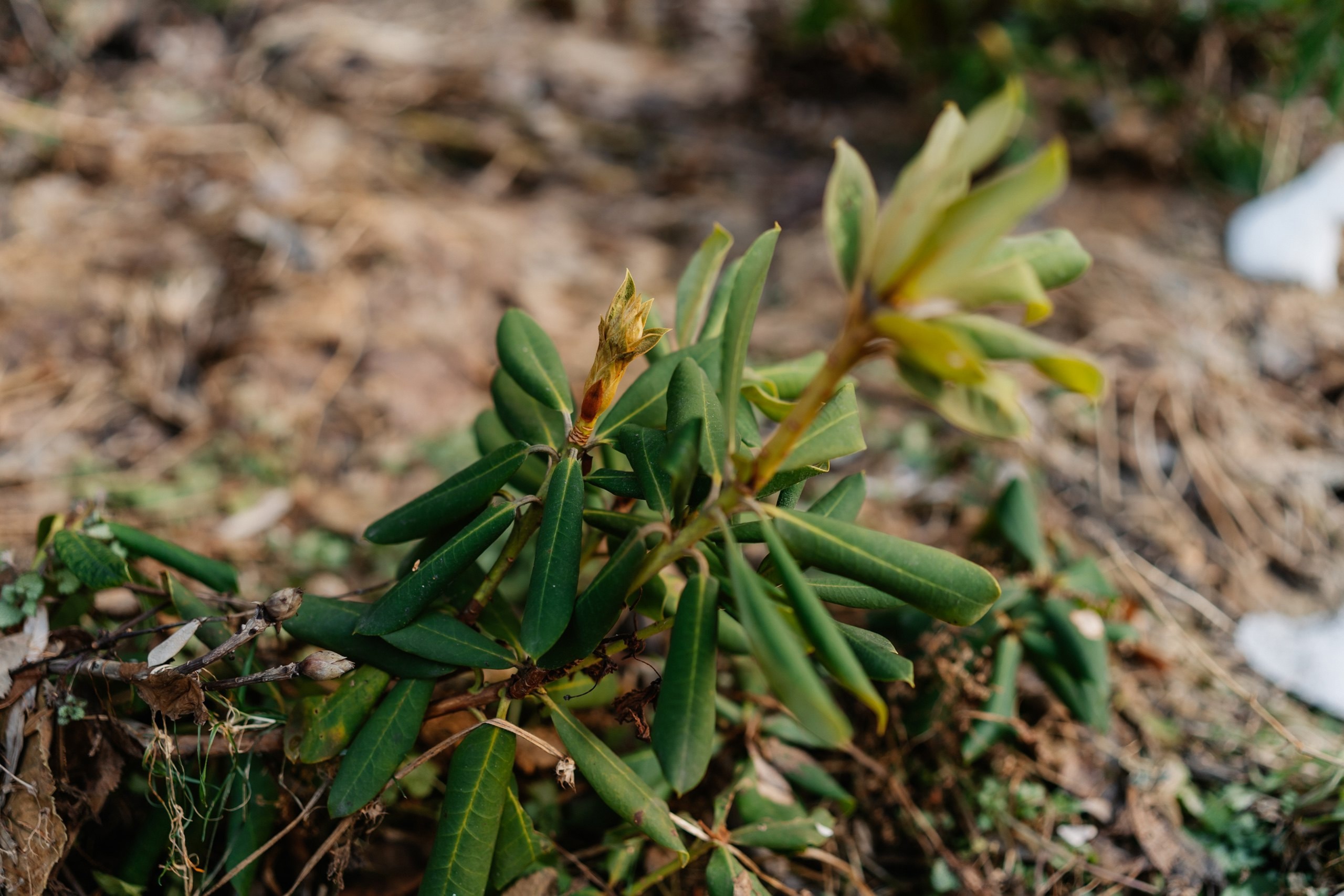 Теплая зима в Тверской области ввела в заблуждение растения