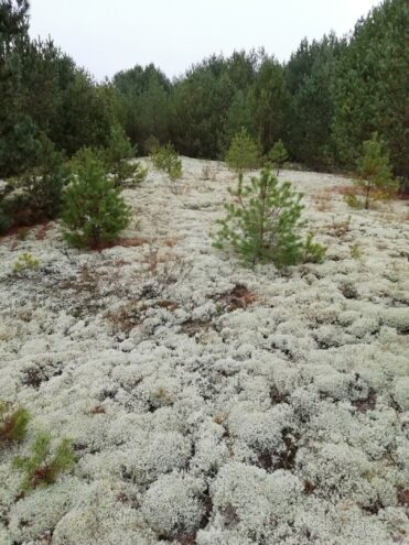 В лесу Тверской области нашли «ложный снег» В лесу Тверской области нашли «ложный снег»
