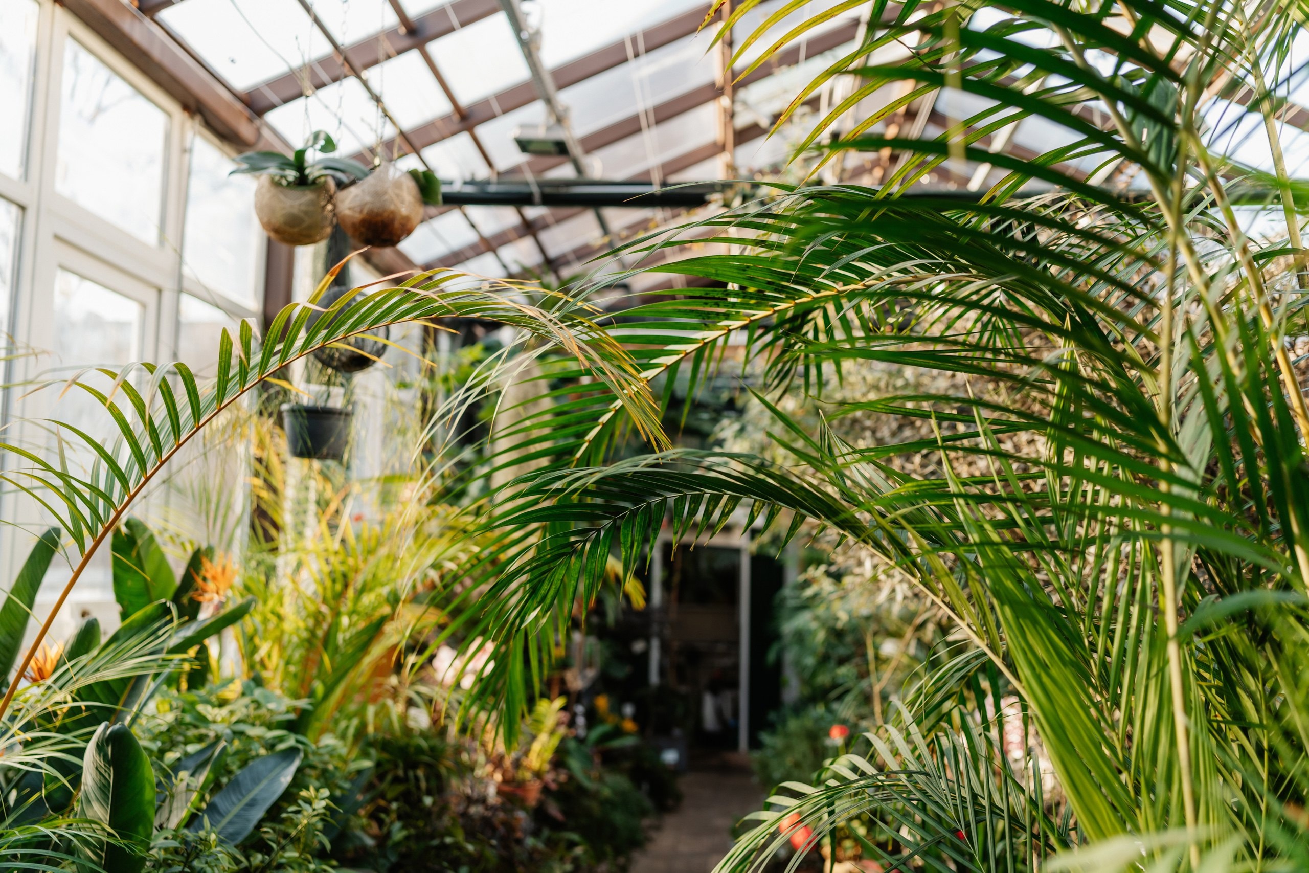 Теплая зима в Тверской области ввела в заблуждение растения