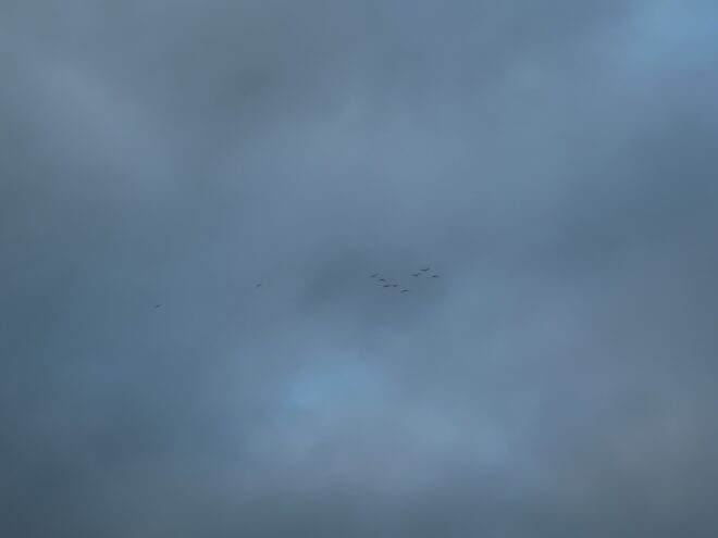 В Тверь вернулись раньше времени чайки В Тверь вернулись раньше времени чайки