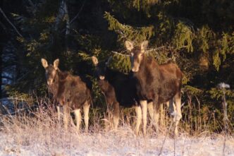 В Тверской области сфотографировали стадо лосей В Тверской области сфотографировали стадо лосей