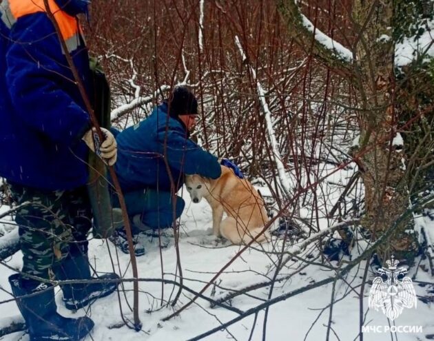 В Тверской области спасли хвостатого друга