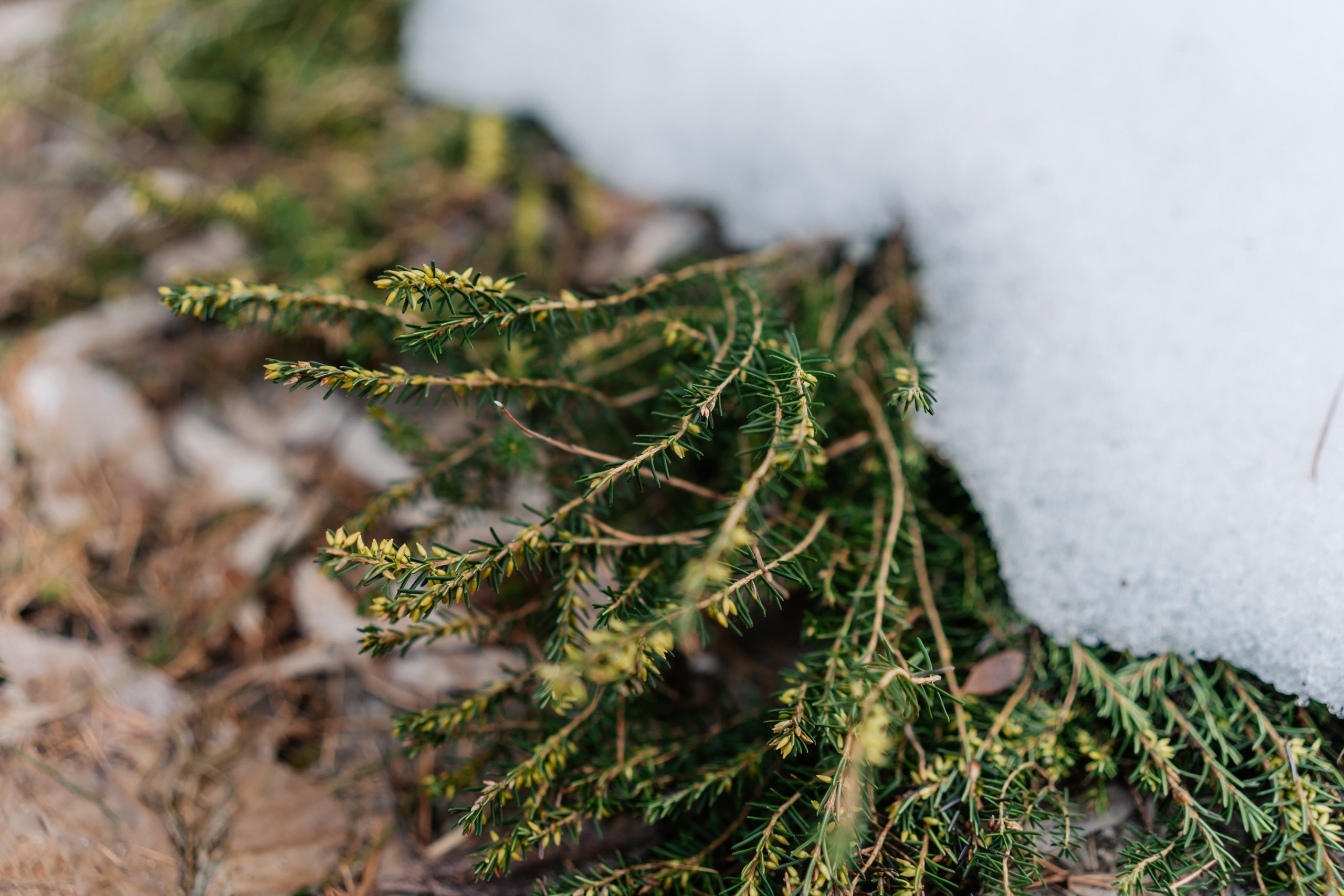 Теплая зима в Тверской области ввела в заблуждение растения