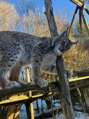Воспитанники реабилитационного центра в Тверской области «сходят с ума» из-за аномальной погоды Воспитанники реабилитационного центра в Тверской области «сходят с ума» из-за аномальной погоды