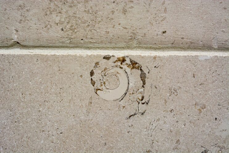 На зданиях в Твери можно увидеть древних «гостей» На зданиях в Твери можно увидеть древних «гостей»