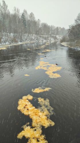 По реке в Тверской области поплыла «каша» По реке в Тверской области поплыла «каша»