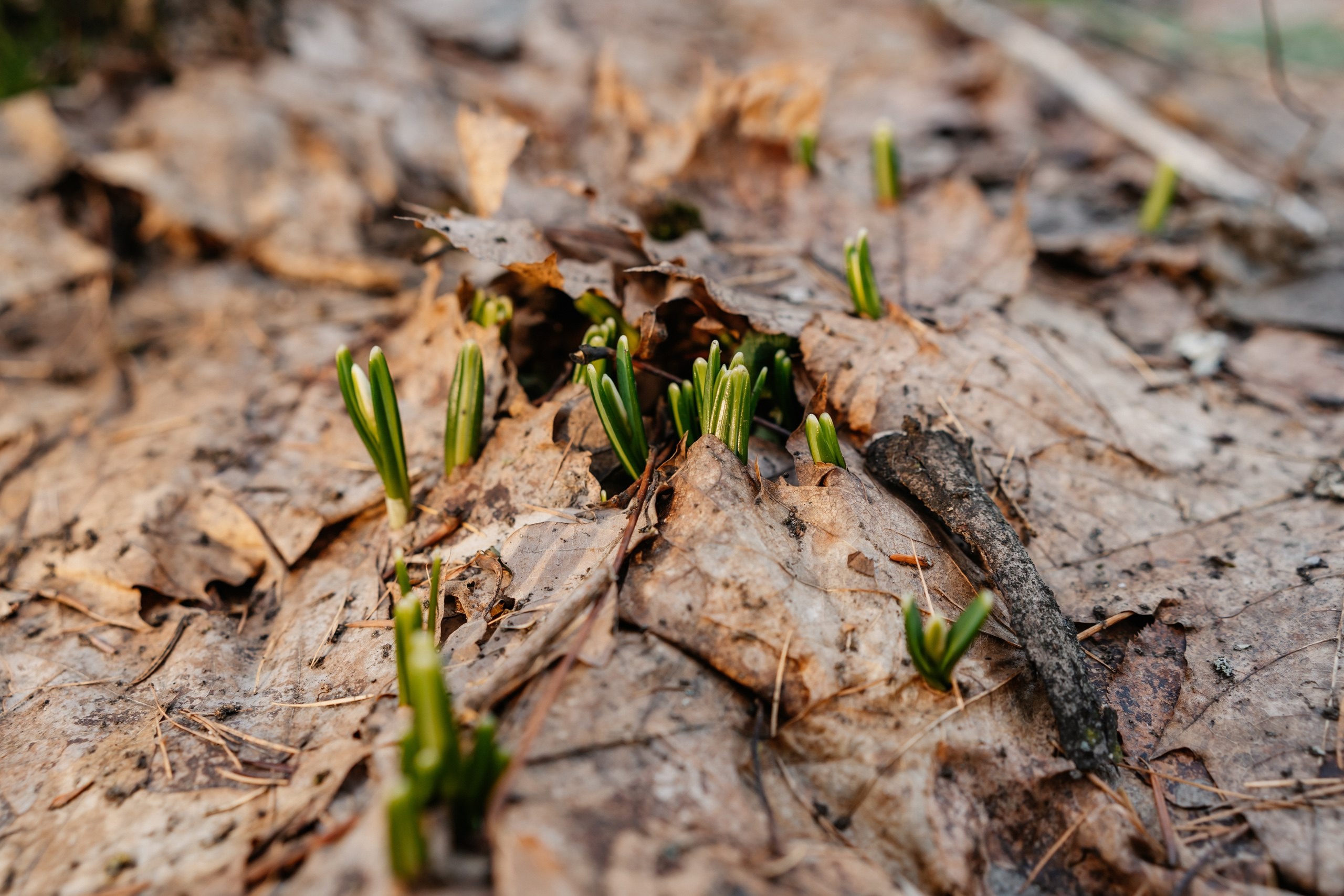 Теплая зима в Тверской области ввела в заблуждение растения