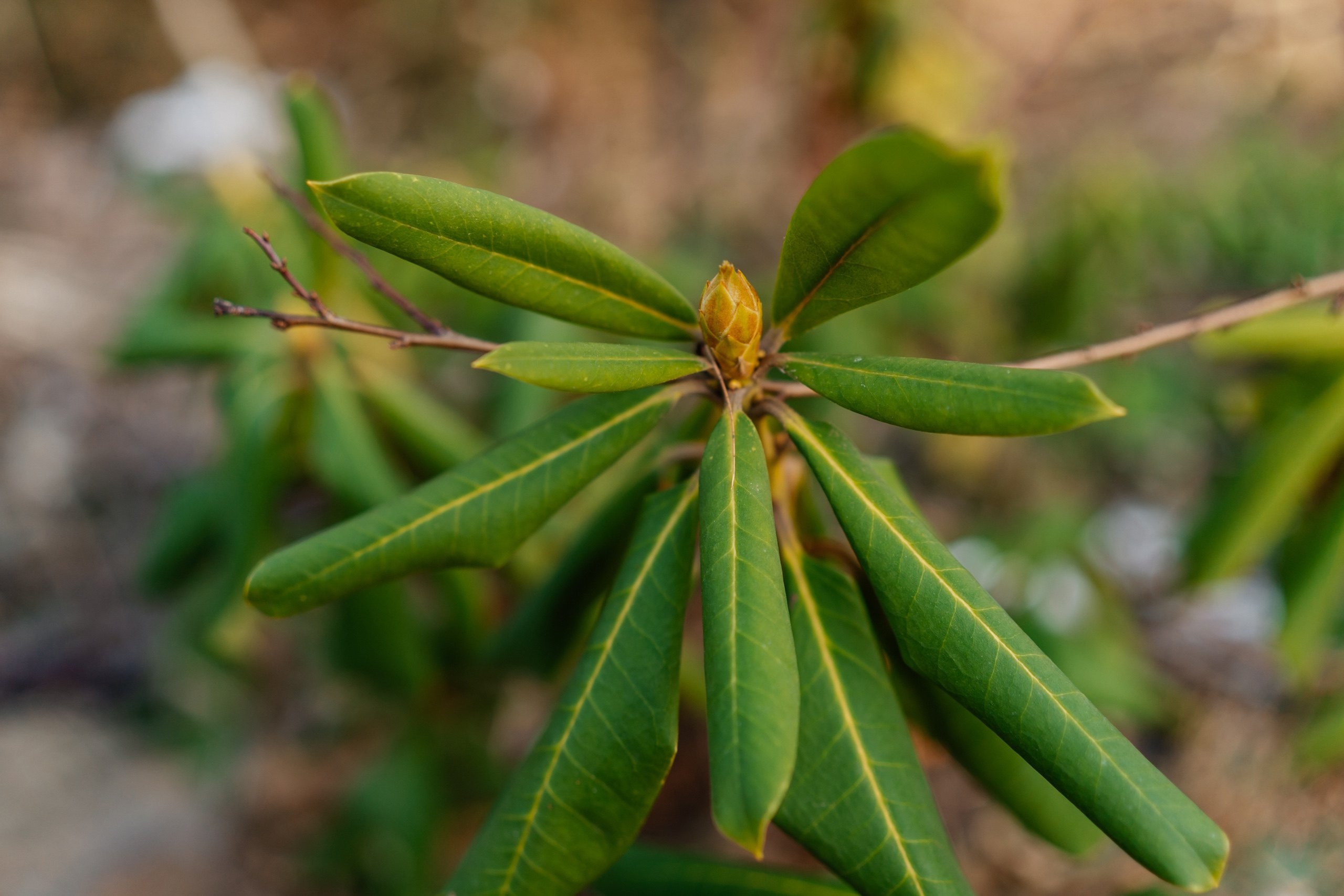 Теплая зима в Тверской области ввела в заблуждение растения
