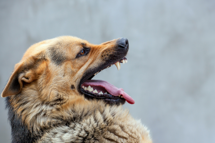 Специалистами Тверской испытательной лаборатории у домашней собаки диагностировано бешенство