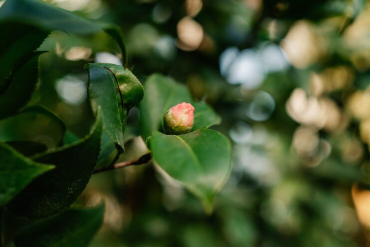 Теплая зима в Тверской области ввела в заблуждение растения Теплая зима в Тверской области ввела в заблуждение растения