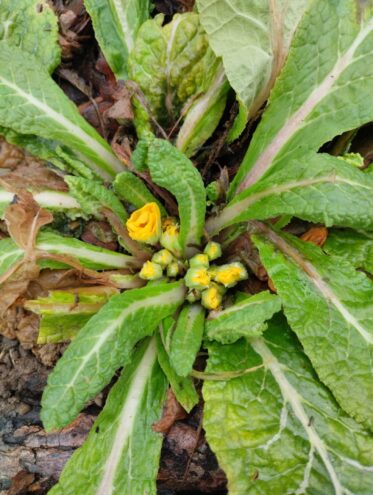 Под Тверью зацвела примула Под Тверью зацвела примула