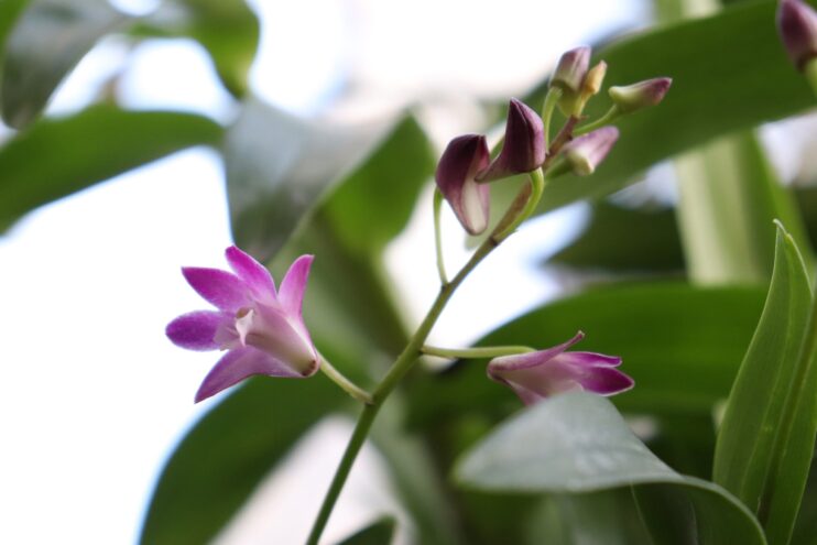 Жителей Твери приглашают увидеть цветущий дендробиум с необычным ароматом Жителей Твери приглашают увидеть цветущий дендробиум с необычным ароматом