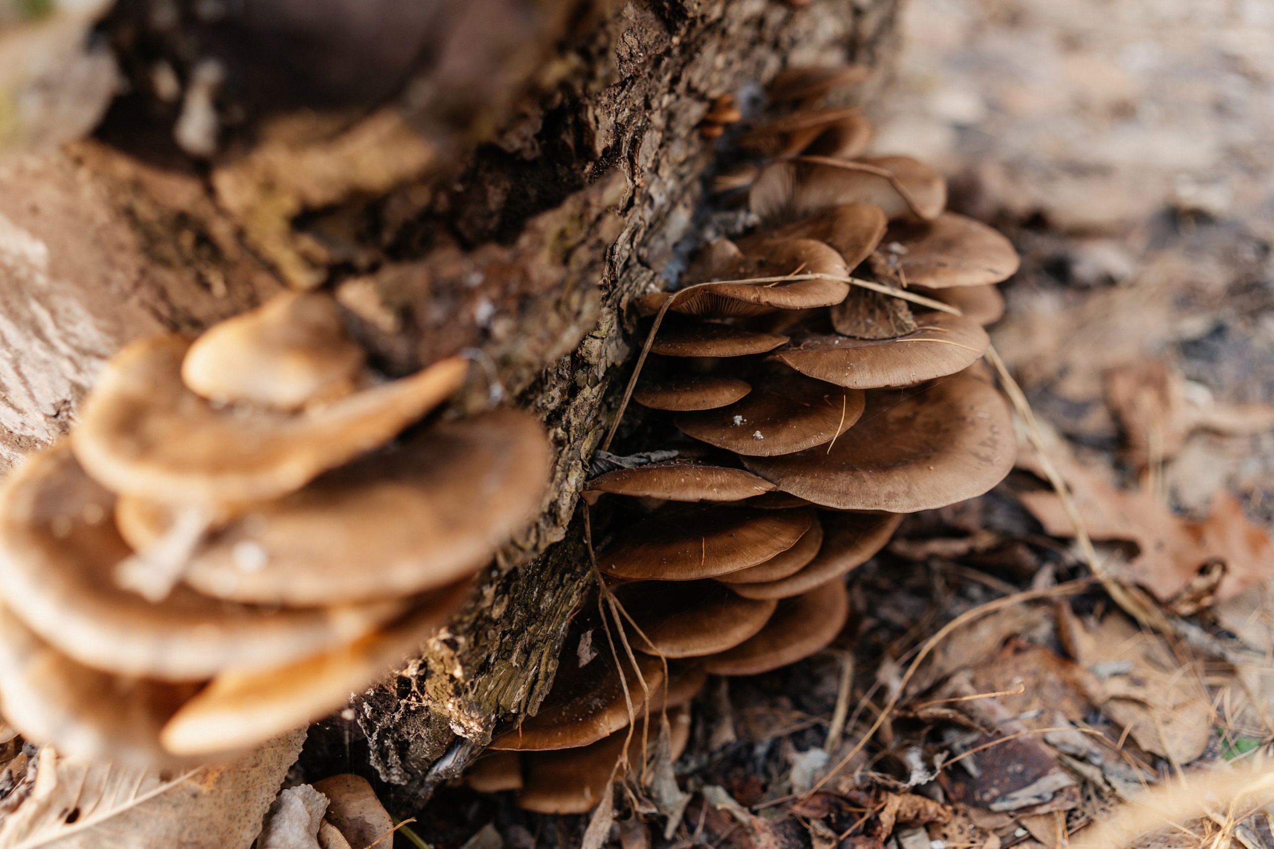 Теплая зима в Тверской области ввела в заблуждение растения