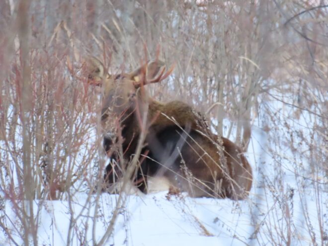 Житель Тверской области сфотографировал лесного великана Житель Тверской области сфотографировал лесного великана
