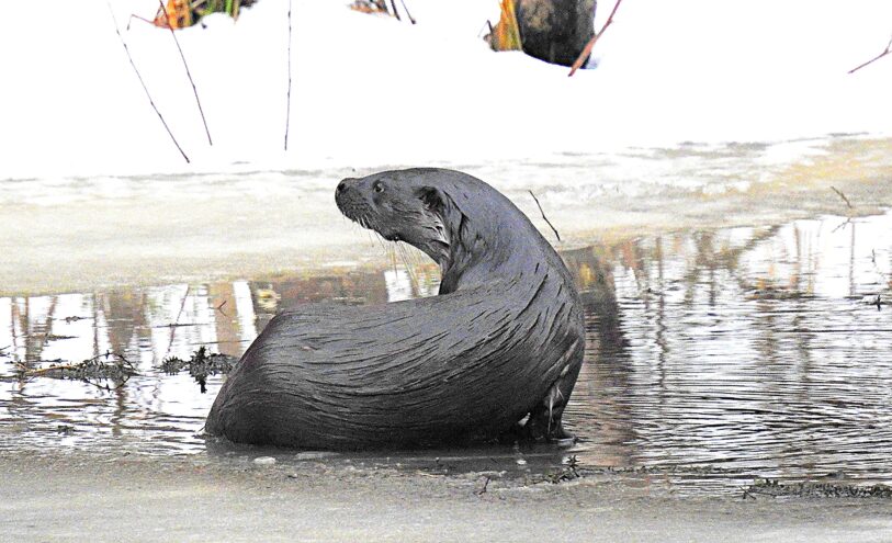 В Тверской области сфотографировали пушистых хищниц В Тверской области сфотографировали пушистых хищниц
