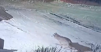 В Осташкове заметили волка