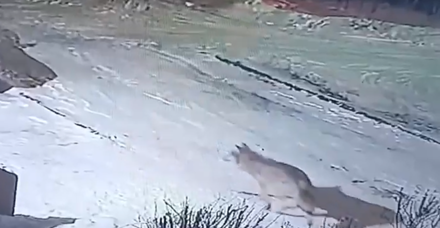 В Осташкове заметили волка В Осташкове заметили волка