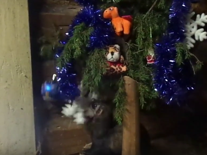 Хорёк из Тверской области показал, как нужно «убирать» ёлку после праздников Хорёк из Тверской области показал, как нужно «убирать» ёлку после праздников
