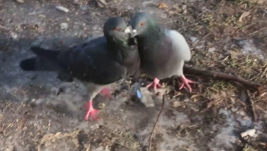 В Твери на видео попала жестокая драка за еду