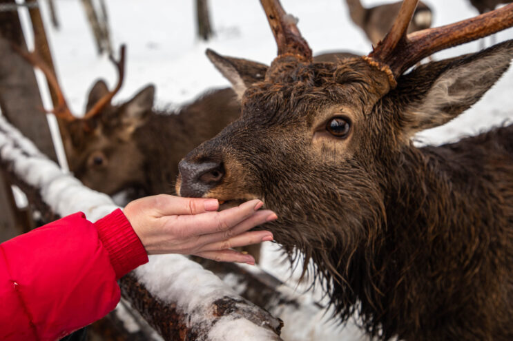 Десятки тысяч туристов посетили Тверскую область в новогодние праздники Десятки тысяч туристов посетили Тверскую область в новогодние праздники