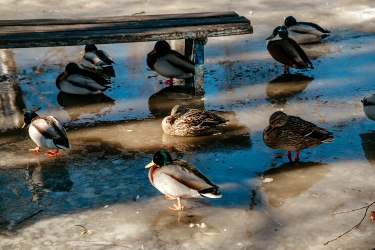 Последний день января в Тверской области ожидается аномально тёплым Последний день января в Тверской области ожидается аномально тёплым