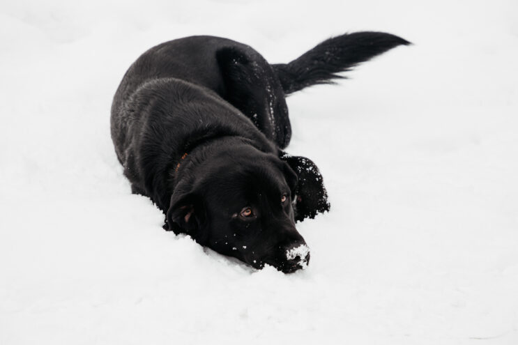 Специалисты Тверской испытательной лаборатории исключили бешенство у принадлежавшей жительнице Твери собаки