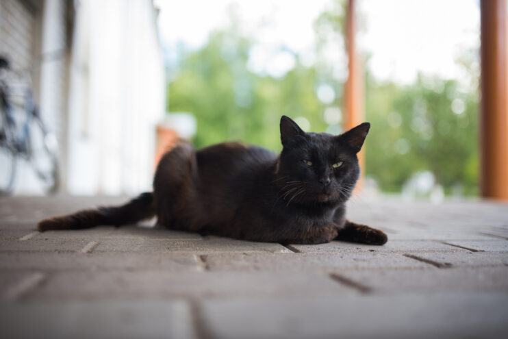 Приметы: Почему 24 января нельзя гладить чёрную кошку Приметы: Почему 24 января нельзя гладить чёрную кошку