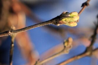 В Тверской области начали набухать почки на деревьях В Тверской области начали набухать почки на деревьях