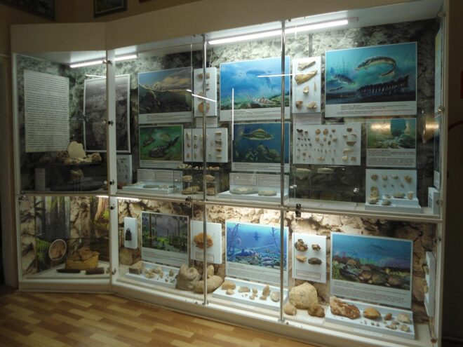 Жители Андреаполя могут увидеть новые чучела в местном музее