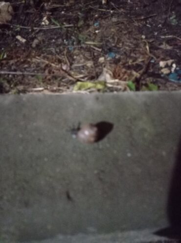 В Тверской области проснулись улитки