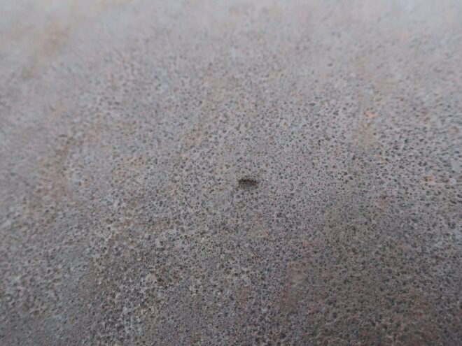 В Твери обнаружили муравья с «бессонницей»