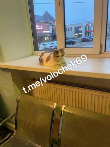 В Тверской области назначен новый пушистый смотритель вокзала