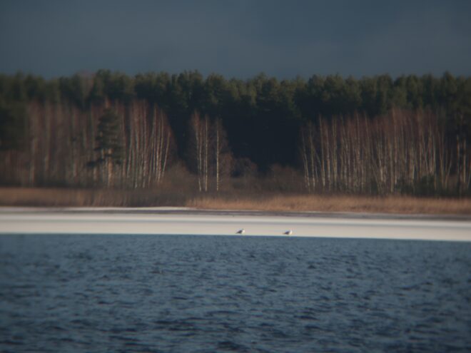 В Тверскую область из-за тёплой погоды возвращаются чайки