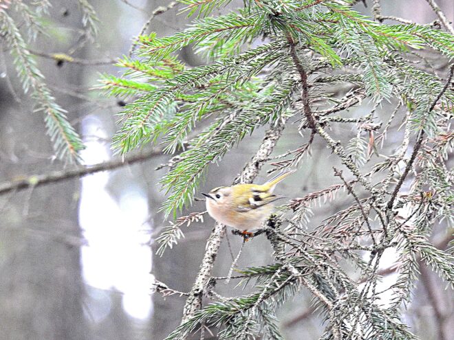 В Тверской области сфотографировали самую маленькую птичку в России В Тверской области сфотографировали самую маленькую птичку в России