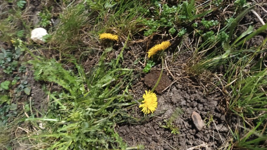 В Тверской области расцвели одуванчики В Тверской области расцвели одуванчики