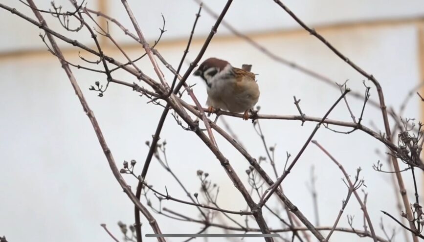 Ключи Твери: Интересные факты о воробьях Ключи Твери: Интересные факты о воробьях